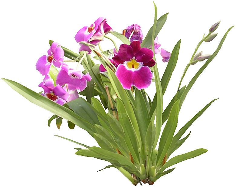 蝴蝶兰花卉png素材