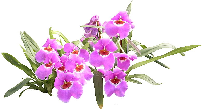 蝴蝶兰花卉png素材