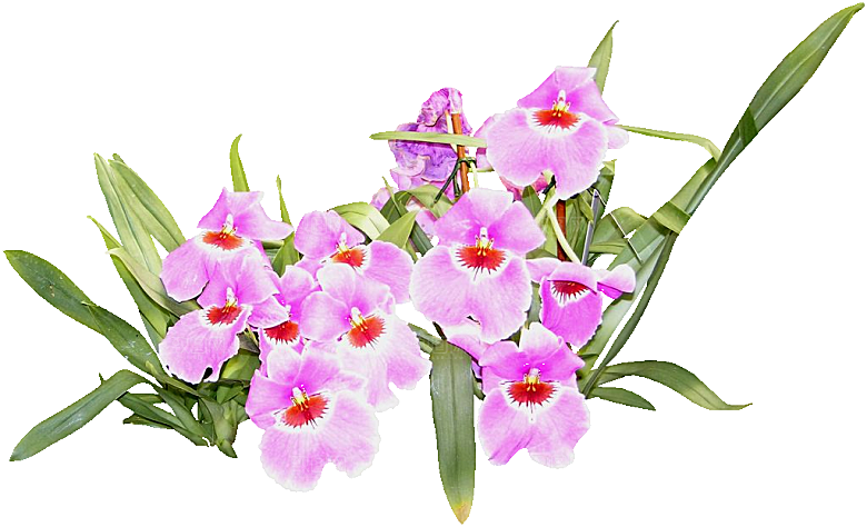 蝴蝶兰花卉png素材