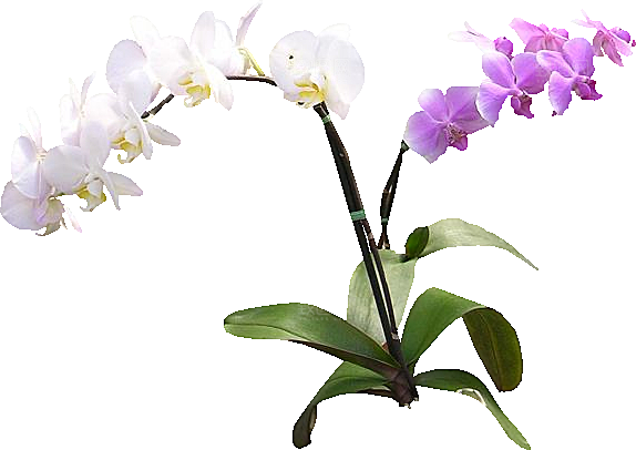 蝴蝶兰花卉png素材