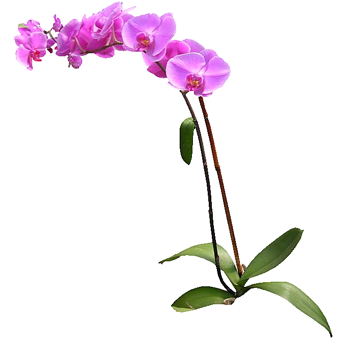 蝴蝶兰花卉png素材