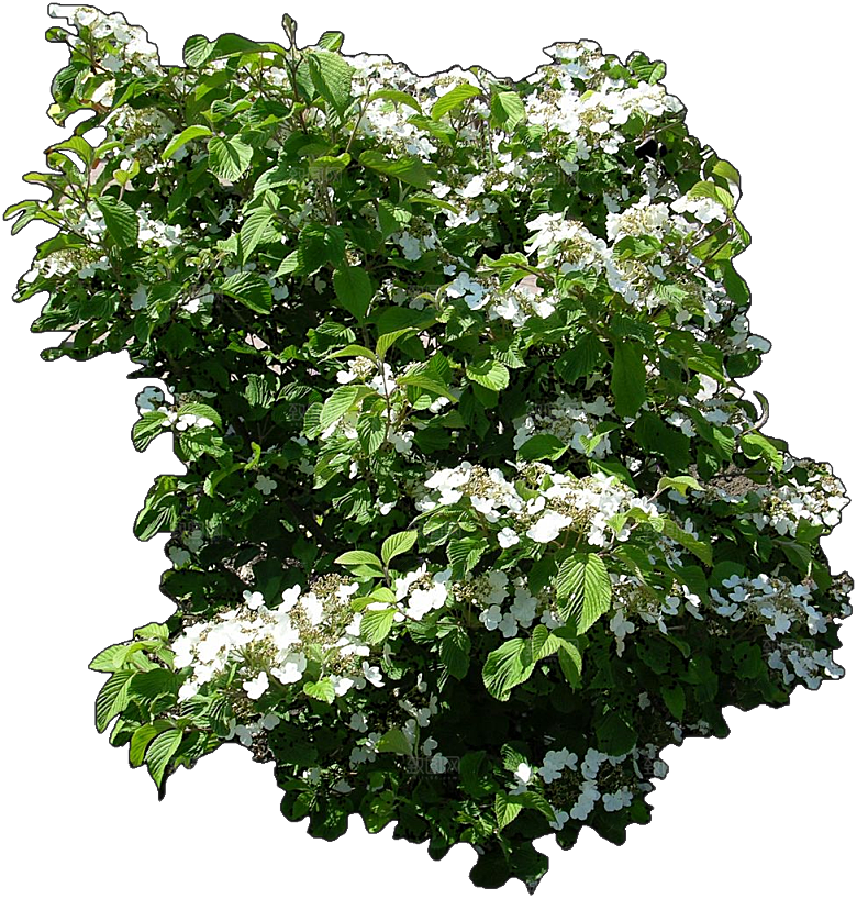 蝴蝶绣球植物素材