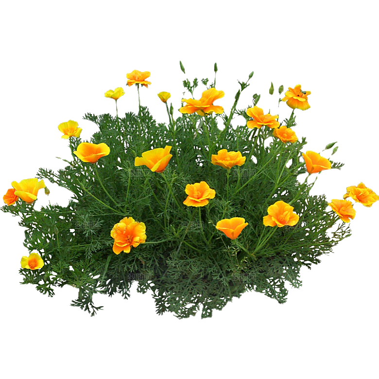 花菱草鲜花花卉png素材
