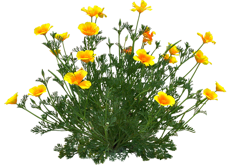 花菱草鲜花花卉png素材