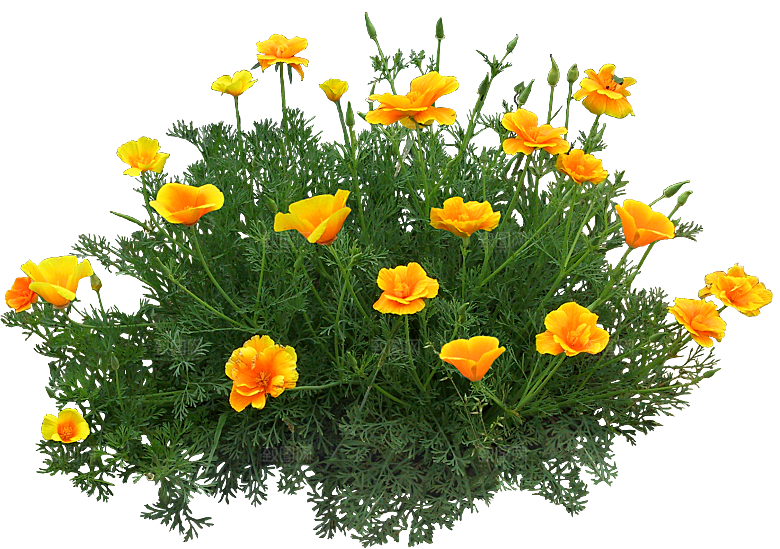 花菱草鲜花花卉png素材