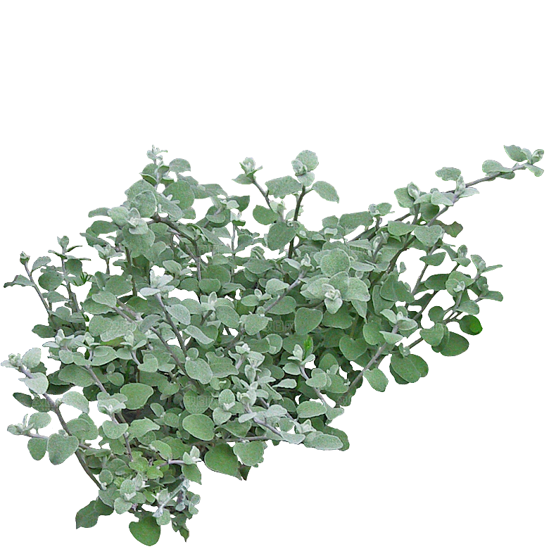 花蔓草png免抠元素