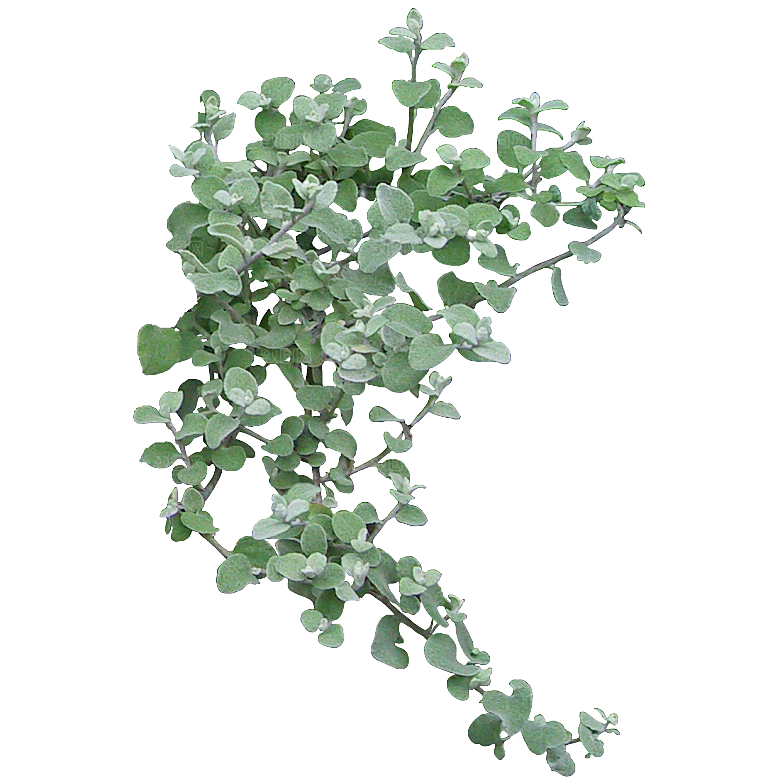 花蔓草png免抠元素