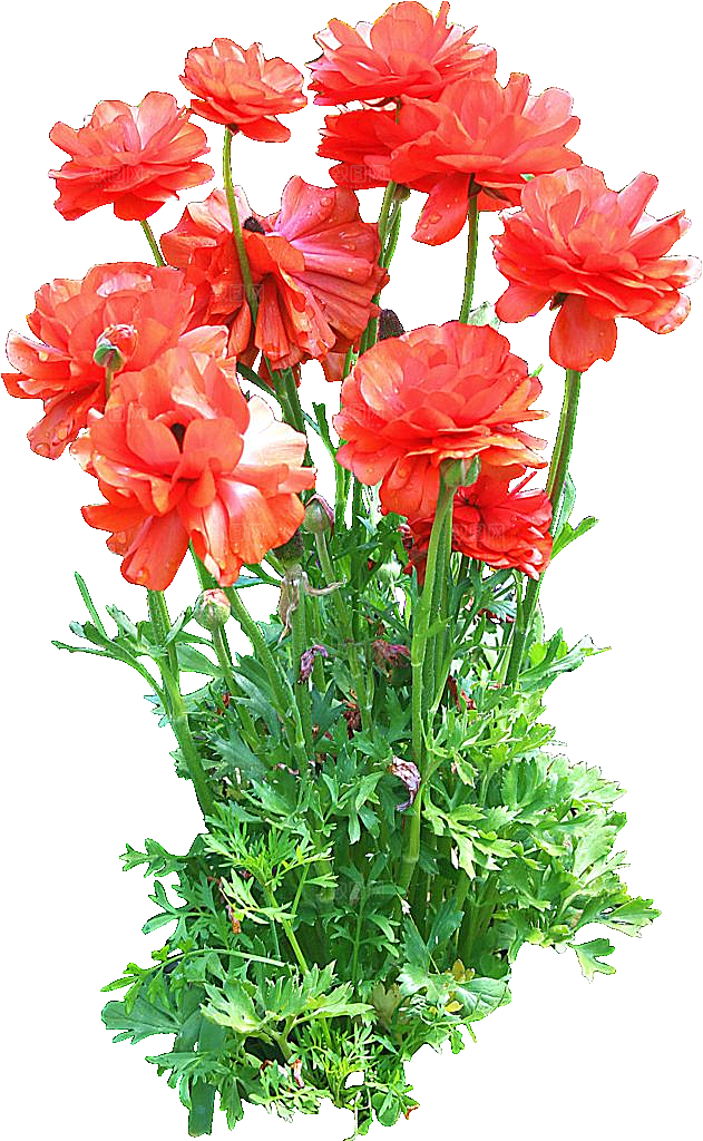 花毛茛鲜花花卉png素材