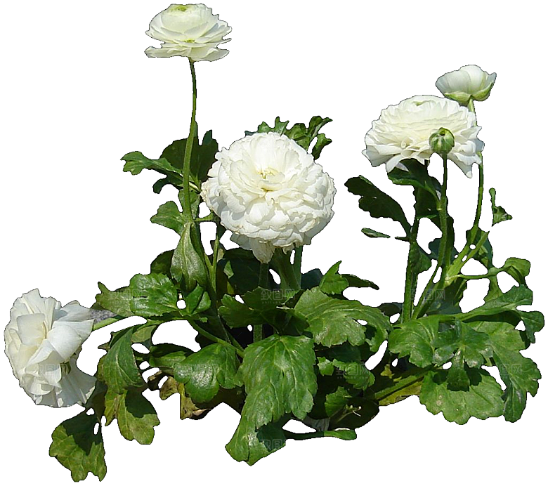 花毛茛鲜花花卉png素材