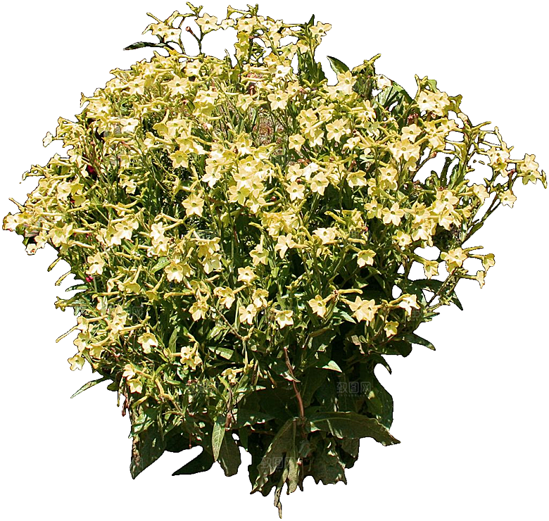 花烟草鲜花花卉png素材