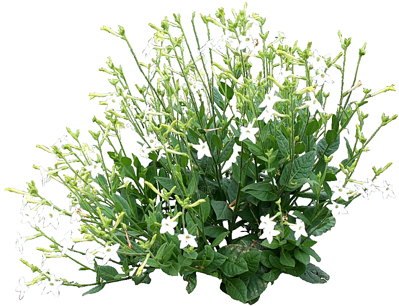 花烟草鲜花花卉png素材