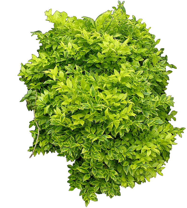 花叶假连翘植物png素材