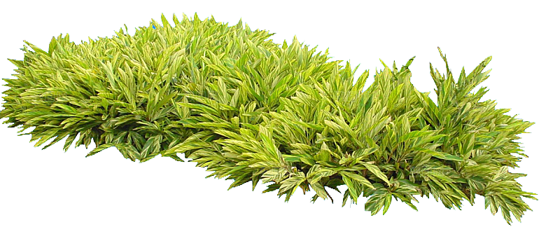 花叶良姜免抠元素png
