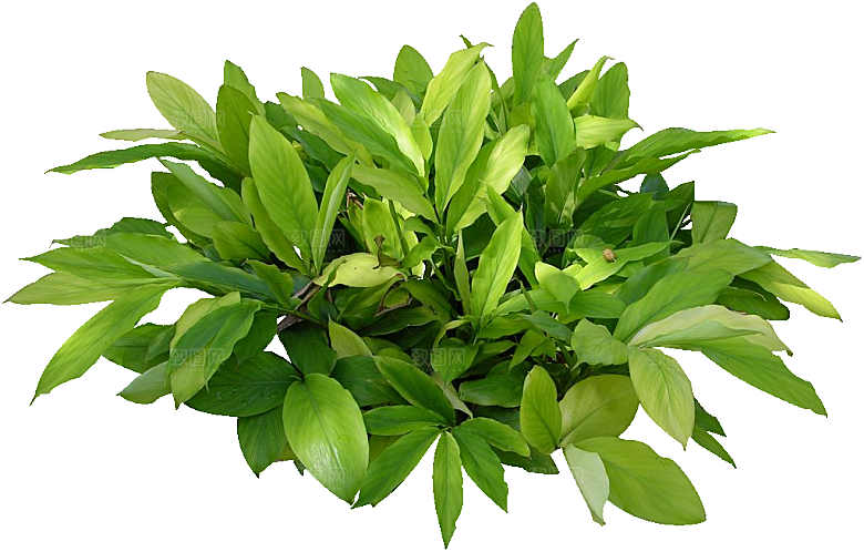 艳山姜植物素材元素