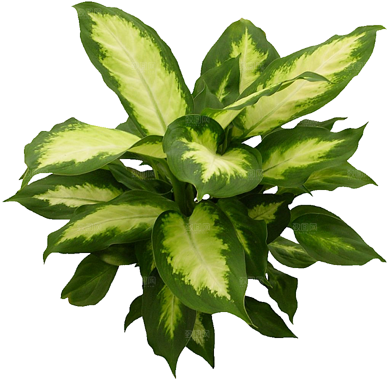 花叶万年青植物素材