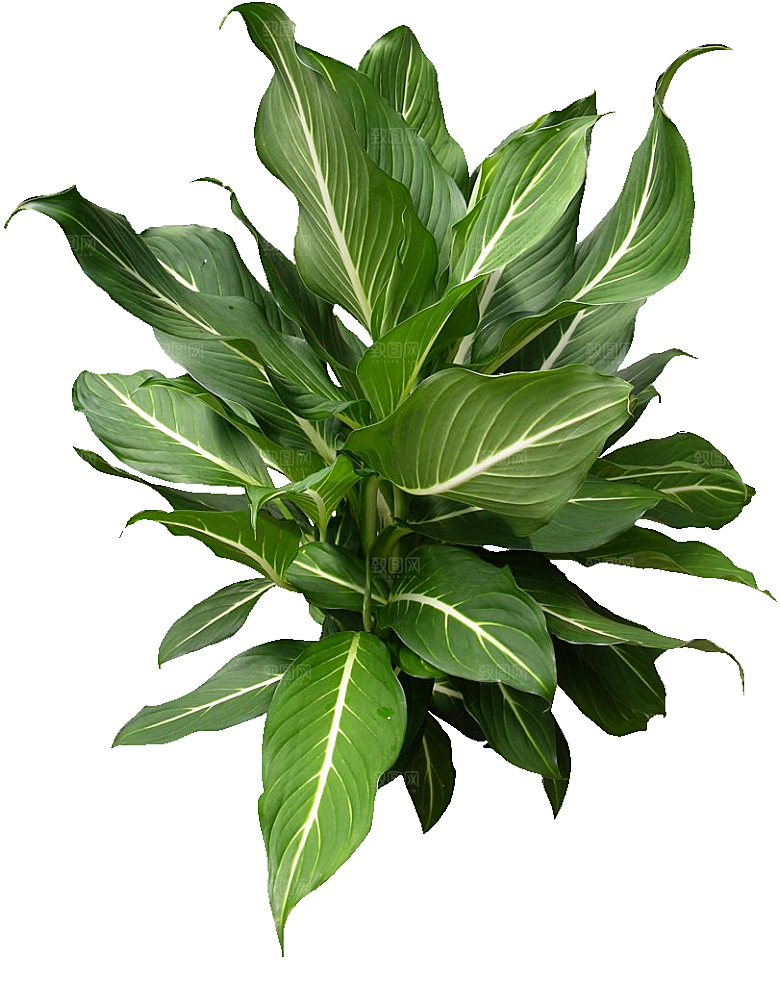 花叶万年青植物素材
