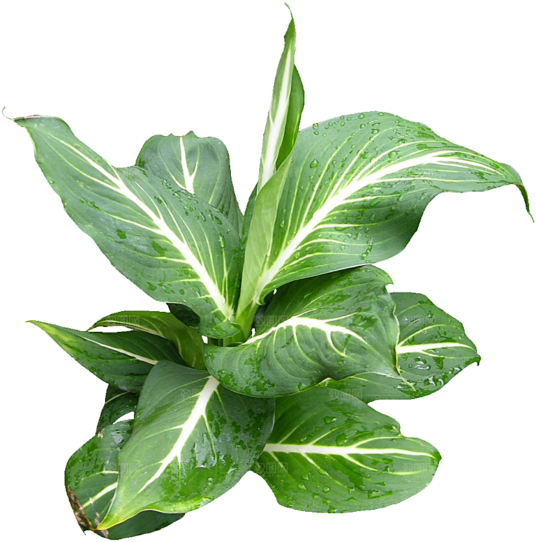 花叶万年青植物素材