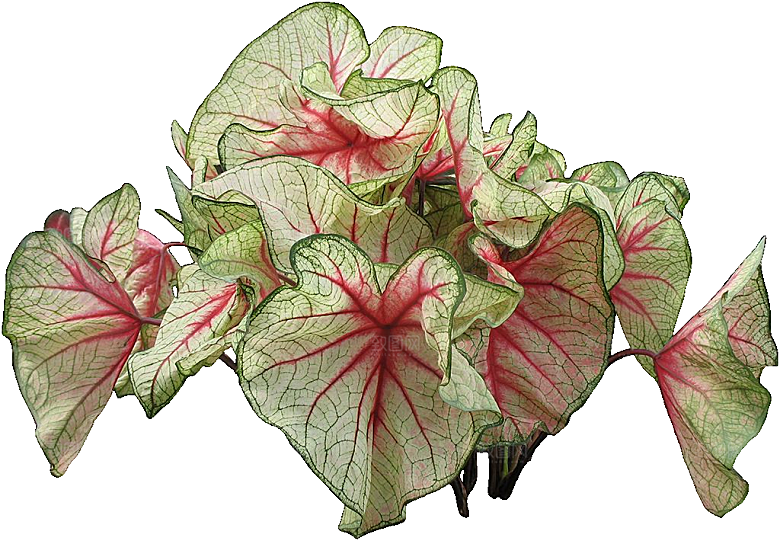 花叶芋png素材元素