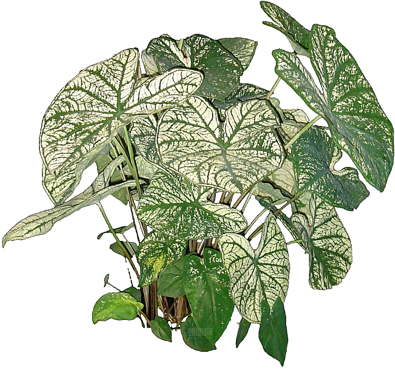 花叶芋png素材元素