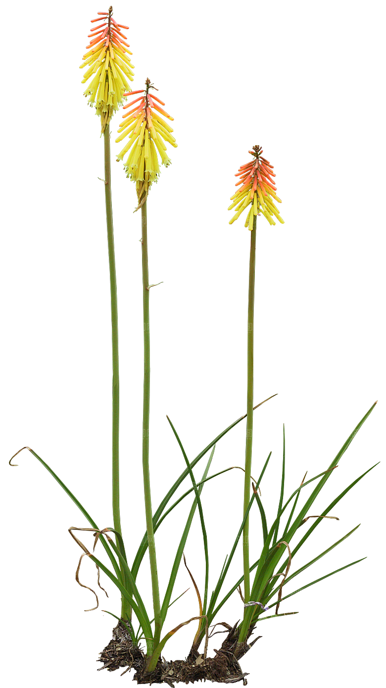 火把莲鲜花花卉png