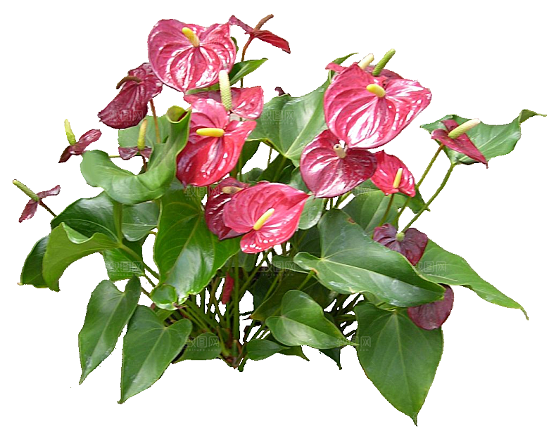 火鹤鲜花花卉png素材