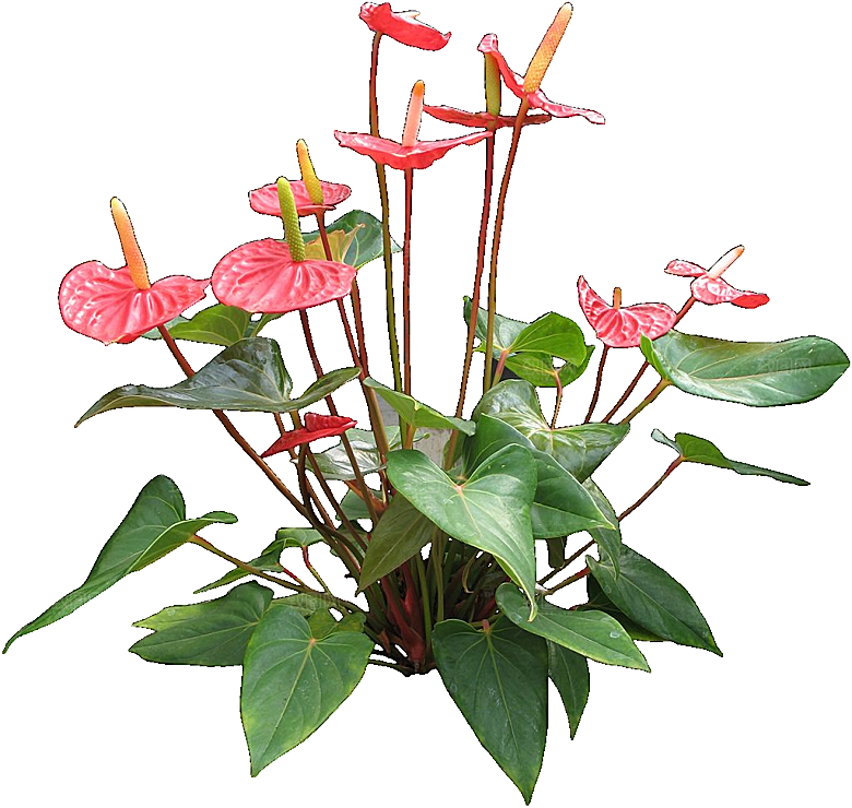 火鹤鲜花花卉png素材