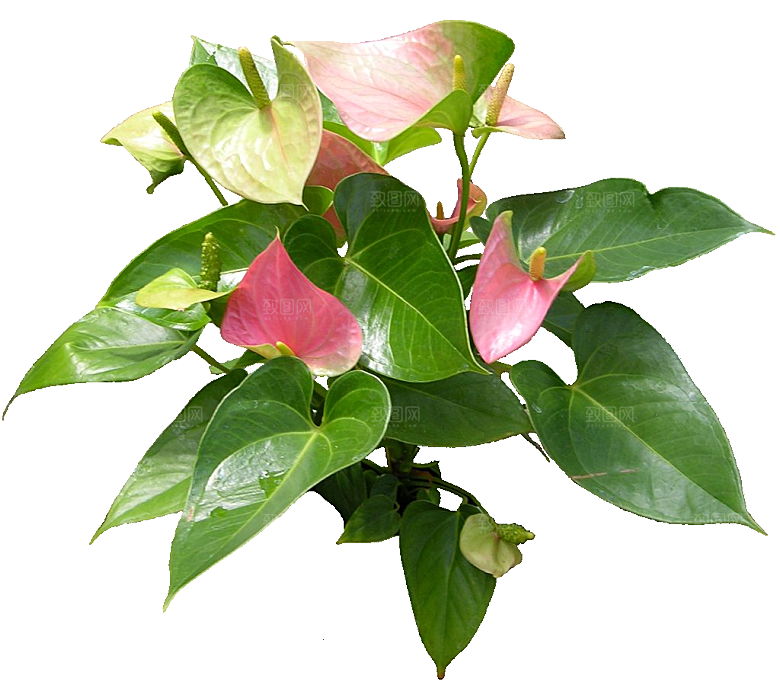 火鹤鲜花花卉png素材