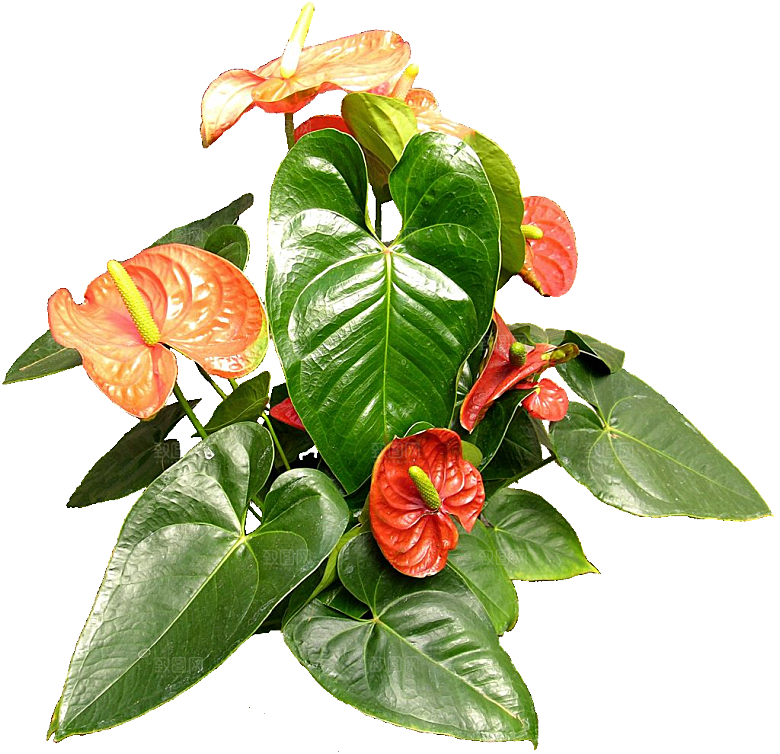 火鹤鲜花花卉png素材