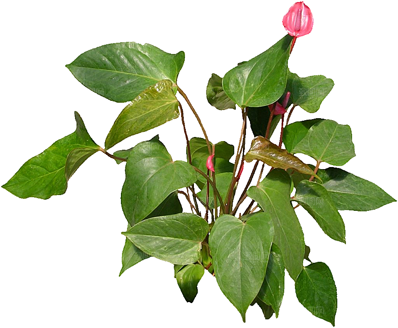 火鹤鲜花花卉png素材