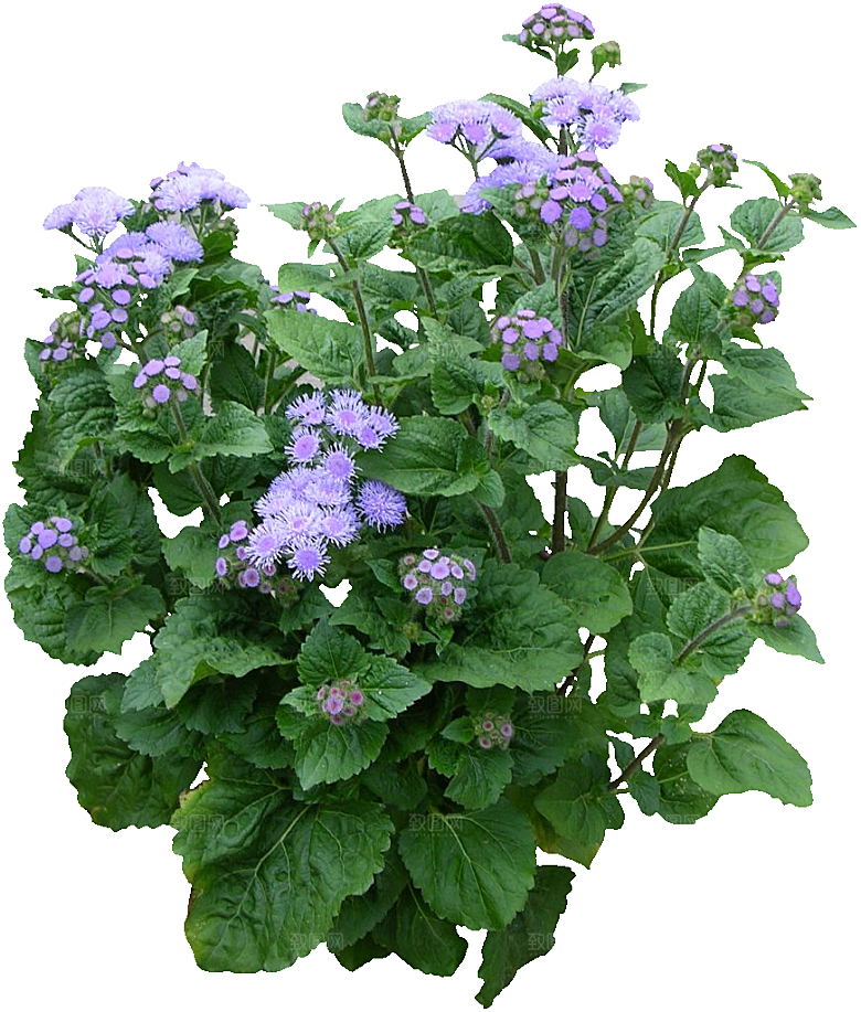 藿香蓟盆栽花卉png素材