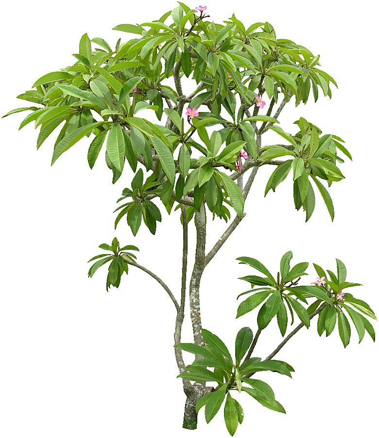 鸡蛋花树木植物素材
