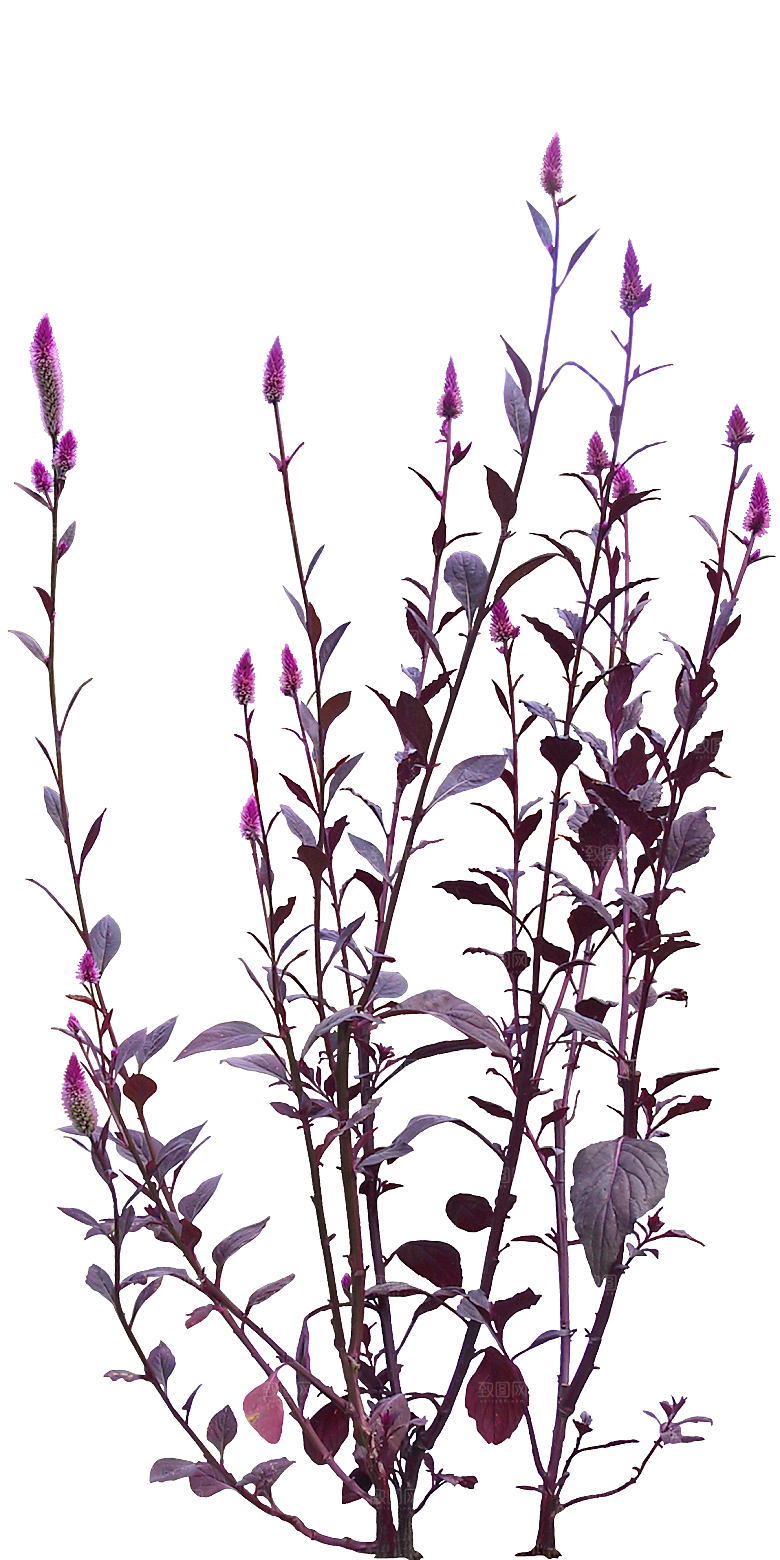 鸡冠花png素材元素
