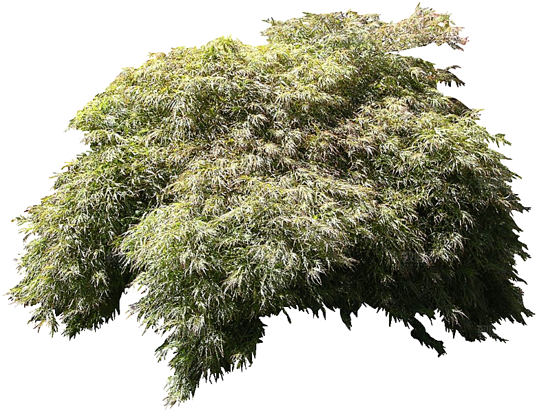 细叶鸡爪槭png素材