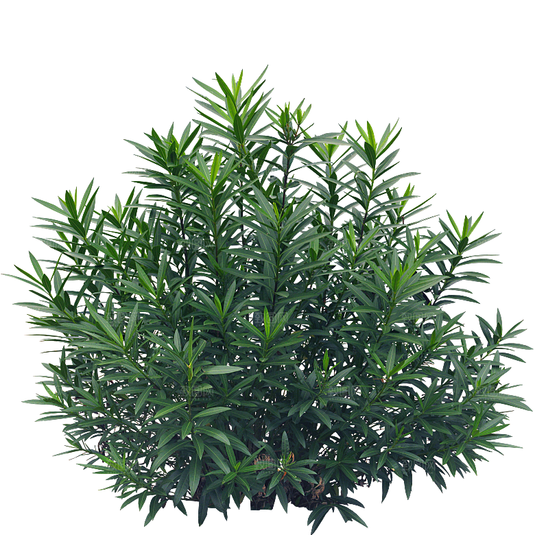 夹竹桃植物盆栽蔬菜