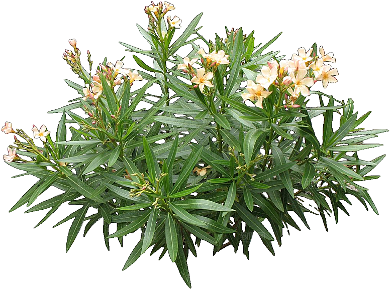 夹竹桃植物盆栽蔬菜