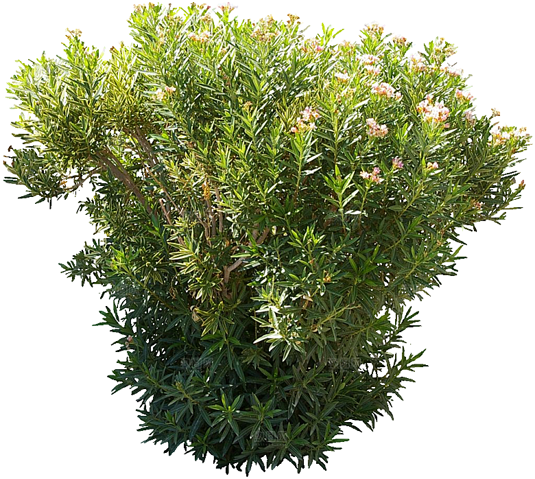 夹竹桃植物盆栽蔬菜