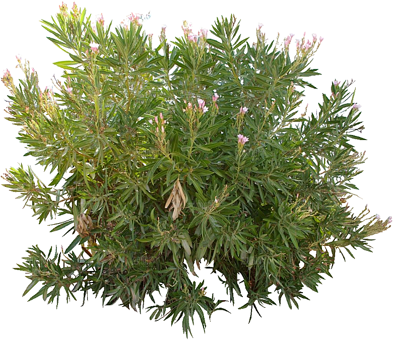 夹竹桃植物盆栽蔬菜