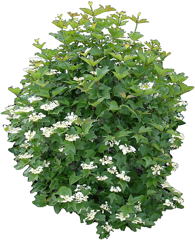 莢蒾花卉鲜花png素材
