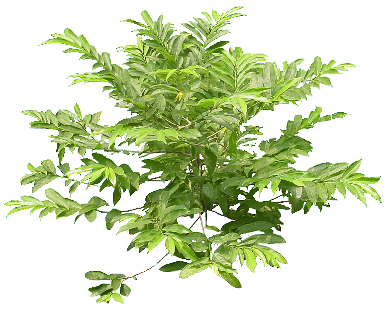 绿色假鹰爪植物素材