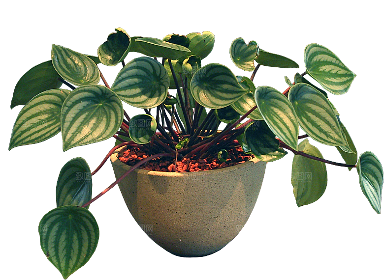 椒草植物盆栽素材