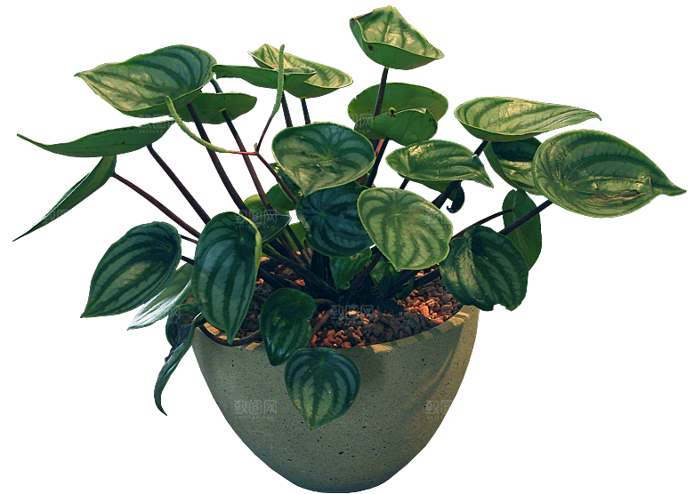 椒草植物盆栽素材