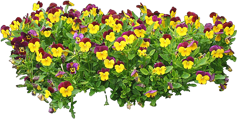 角堇鲜花花卉png素材