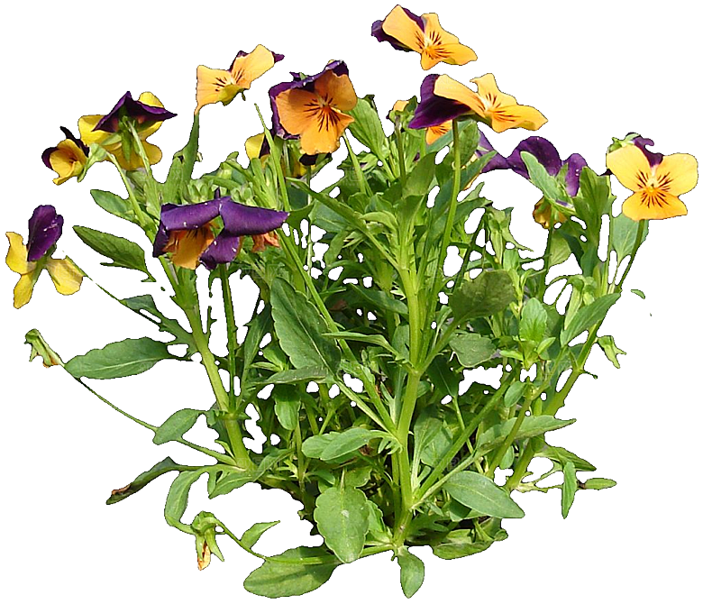角堇鲜花花卉png素材