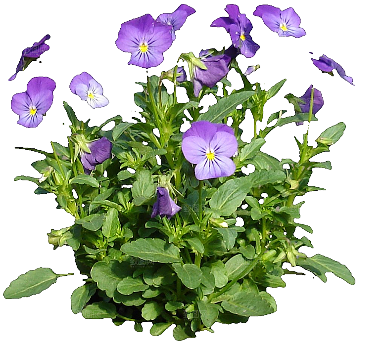 角堇鲜花花卉png素材
