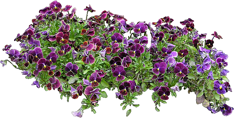 角堇鲜花花卉png素材