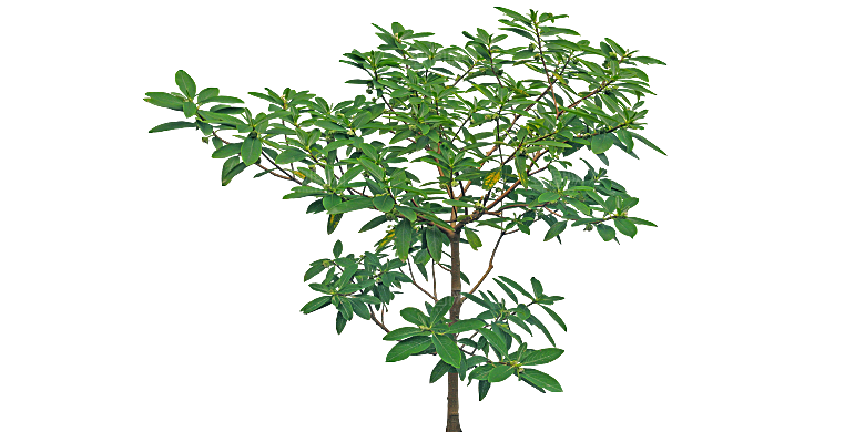 结香树木植物png素材