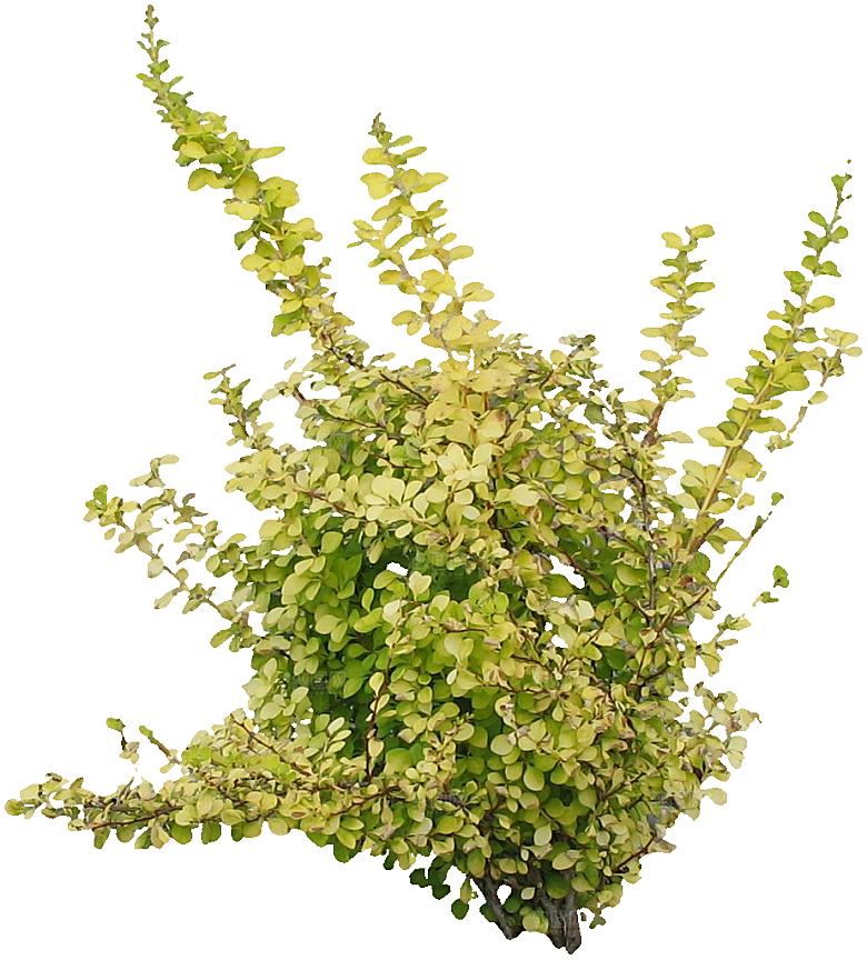 金叶小檗植物素材