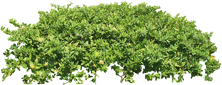 金银花植物png素材