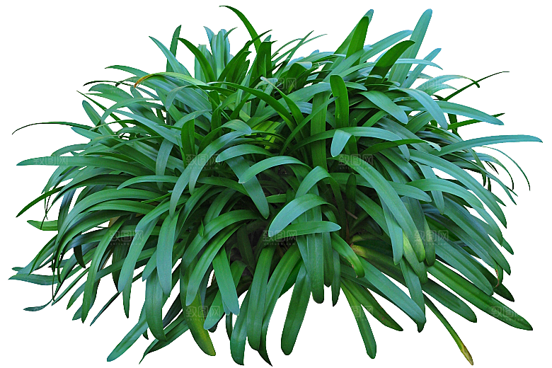 金鱼草植物png素材
