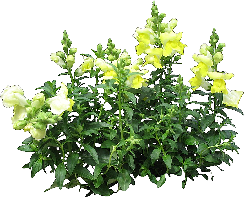 金鱼草植物png素材
